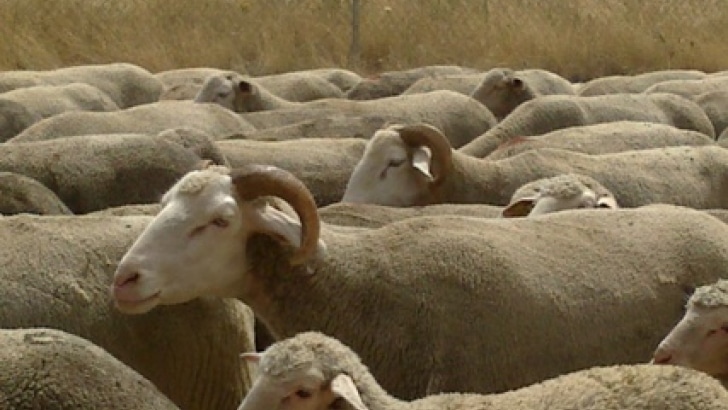 استيراد اللحوم والمواشي - Meat and Livestock Import